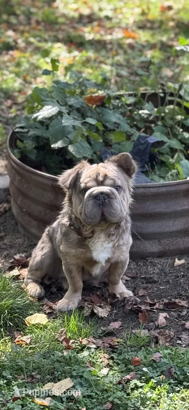 Lil Weezy – French Bulldog puppy for sale in Edison, OH