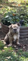 Lil Weezy, a male French Bulldog for sale in Edison, OH – 1 of 1
