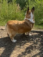 Goldie, a female Pembroke Welsh Corgi for sale in Spokane, WA – 3 of 4