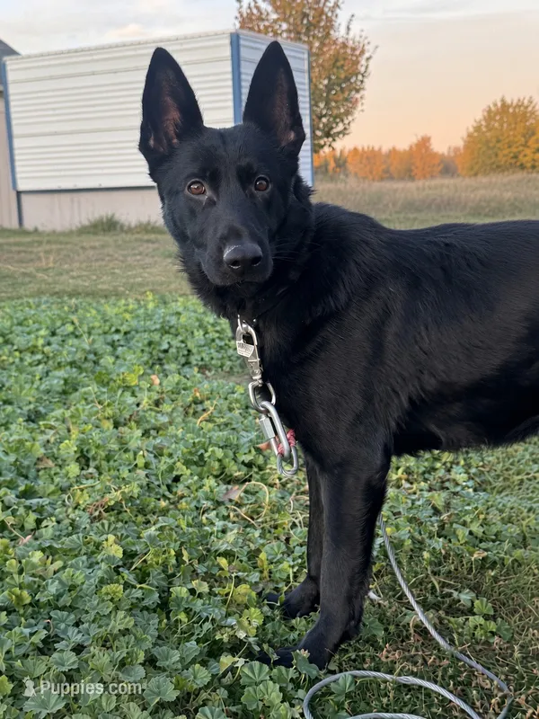 Reika  – German Shepherd Dog puppy for sale in Spokane, WA