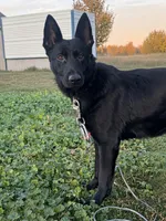 Reika , a female German Shepherd Dog for sale in Spokane, WA – 1 of 5