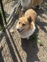 Goldie, a female Pembroke Welsh Corgi for sale in Spokane, WA – 4 of 4