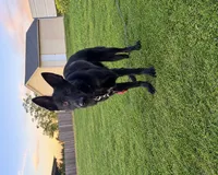 Reika , a female German Shepherd Dog for sale in Spokane, WA – 2 of 5