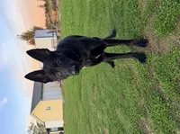 Reika , a female German Shepherd Dog for sale in Spokane, WA – 5 of 5