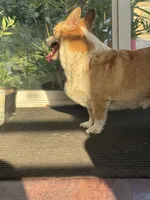 Goldie, a female Pembroke Welsh Corgi for sale in Spokane, WA – 2 of 4