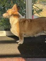 Goldie, a female Pembroke Welsh Corgi for sale in Spokane, WA – 1 of 4