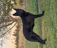 Reika , a female German Shepherd Dog for sale in Spokane, WA – 3 of 5