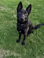 Reika , a female German Shepherd Dog for sale in Spokane, WA – 4 of 5