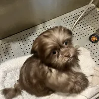 Coco, a female Shih Tzu for sale in Spotsylvania, VA – Photo 2 of 3