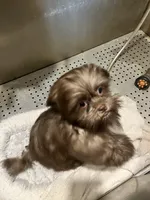 Coco, a female Shih Tzu for sale in Spotsylvania, VA – Photo 2 of 3