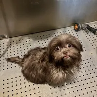 Coco, a female Shih Tzu for sale in Spotsylvania, VA – Photo 3 of 3