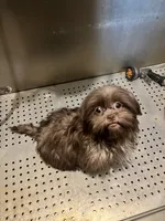 Coco, a female Shih Tzu for sale in Spotsylvania, VA – Photo 3 of 3