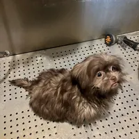 Coco, a female Shih Tzu for sale in Spotsylvania, VA – Photo 1 of 3