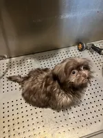 Coco, a female Shih Tzu for sale in Spotsylvania, VA – Photo 1 of 3