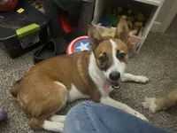 Muffin, a female Australian Cattle Dog and Pembroke Welsh Corgi for sale in Evansville, IN – Photo 3 of 3