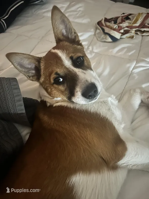 Muffin – Australian Cattle Dog, Pembroke Welsh Corgi puppy for sale in Evansville, IN