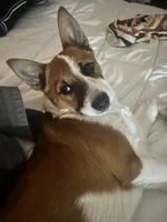 Muffin, a female Australian Cattle Dog and Pembroke Welsh Corgi for sale in Evansville, IN – Photo 1 of 3