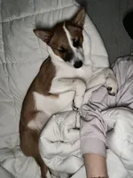 Muffin, a female Australian Cattle Dog and Pembroke Welsh Corgi for sale in Evansville, IN – Photo 2 of 3