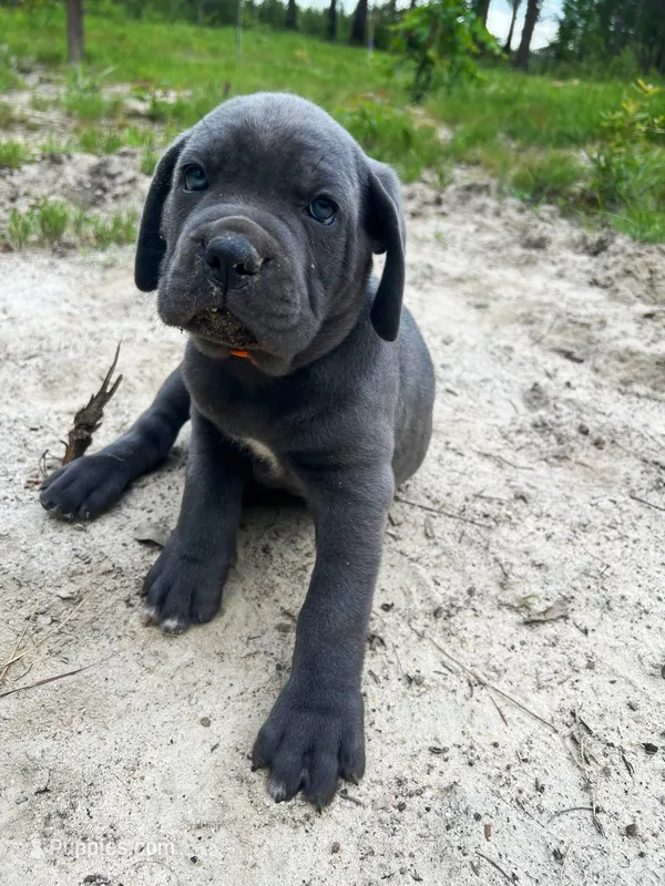 Orange – Cane Corso puppy for sale in Eastman, GA