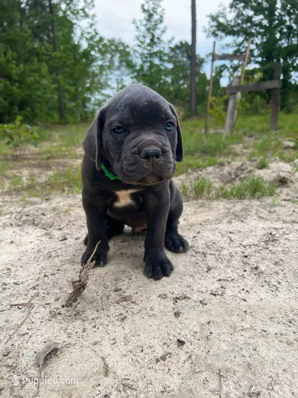 Green – Cane Corso puppy for sale in Eastman, GA