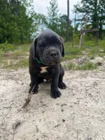 Green, a male Cane Corso for sale in Eastman, GA – 1 of 1