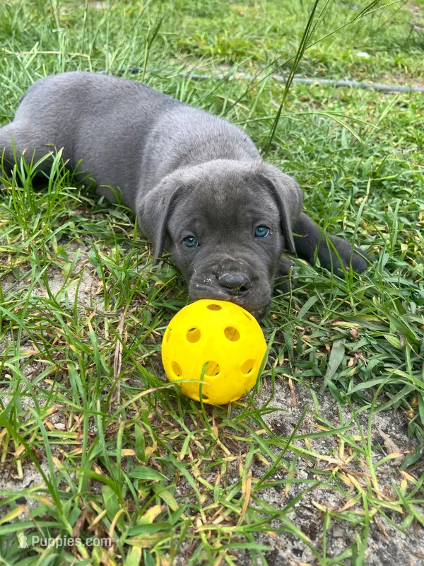 Red – Cane Corso puppy for sale in Eastman, GA