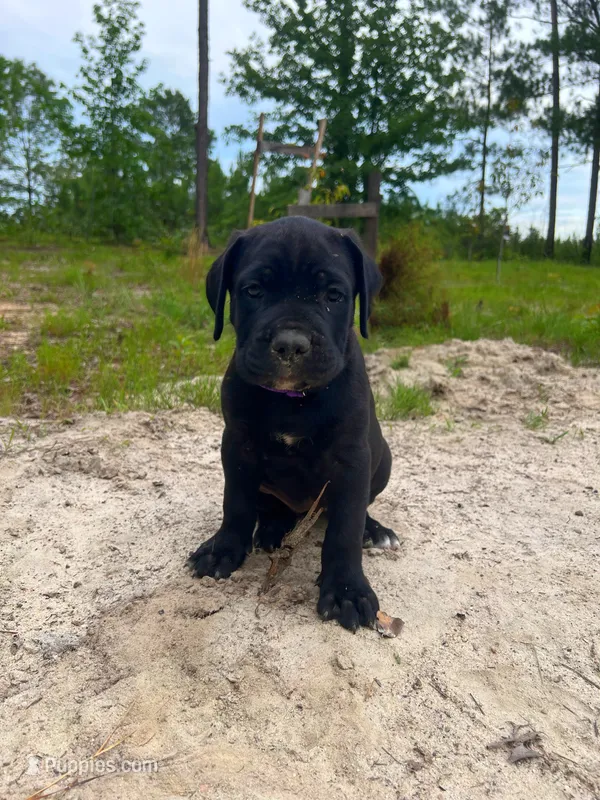 Purple – Cane Corso puppy for sale in Eastman, GA