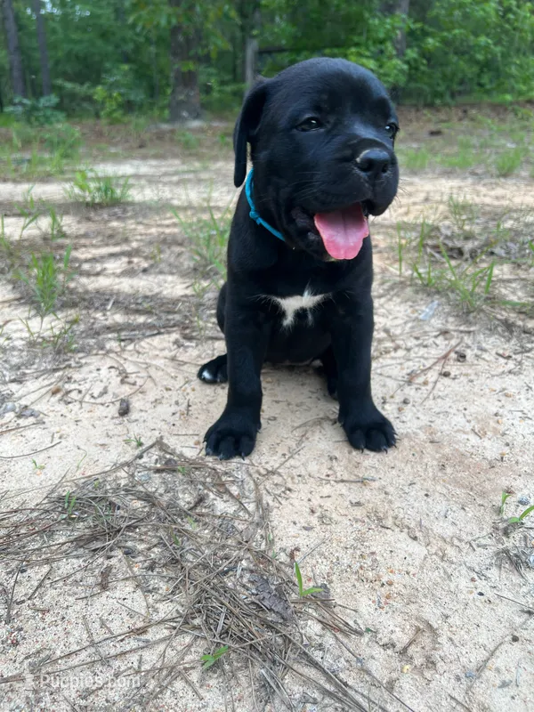 Teal – Cane Corso puppy for sale in Eastman, GA