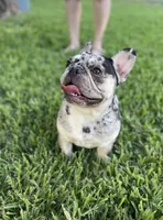 Nala, a female French Bulldog for sale in New Braunfels, TX – Photo 7 of 8