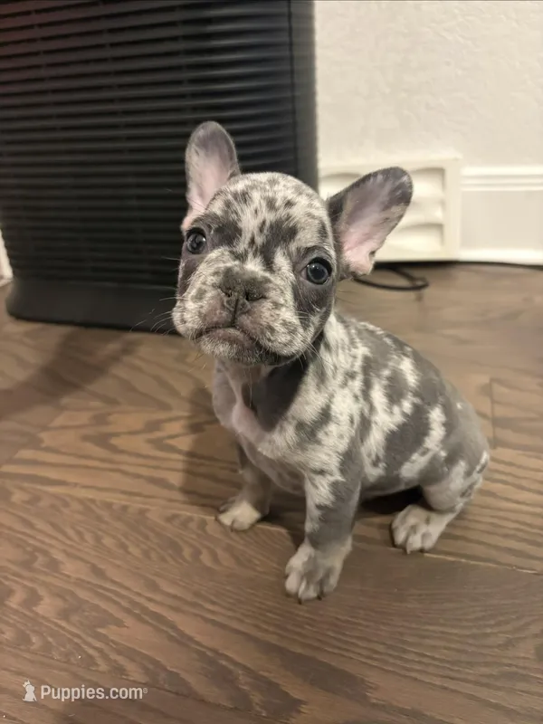 Nala – French Bulldog puppy for sale in New Braunfels, TX
