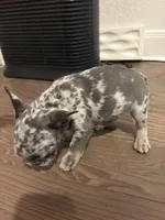 Nala, a female French Bulldog for sale in New Braunfels, TX – Photo 3 of 8