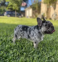 Nala, a female French Bulldog for sale in New Braunfels, TX – Photo 8 of 8