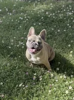 Nala, a female French Bulldog for sale in New Braunfels, TX – Photo 5 of 8