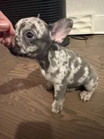 Nala, a female French Bulldog for sale in New Braunfels, TX – Photo 2 of 8