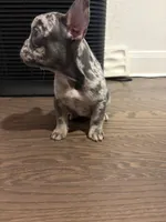 Nala, a female French Bulldog for sale in New Braunfels, TX – Photo 4 of 8