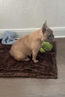 Nala, a female French Bulldog for sale in New Braunfels, TX – Photo 6 of 8