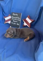 Little Boy Blue, a female Dachshund for sale in Mitchell, GA – 4 of 5