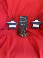 Baby Blue Beall, a female Dachshund for sale in Mitchell, GA – 3 of 3