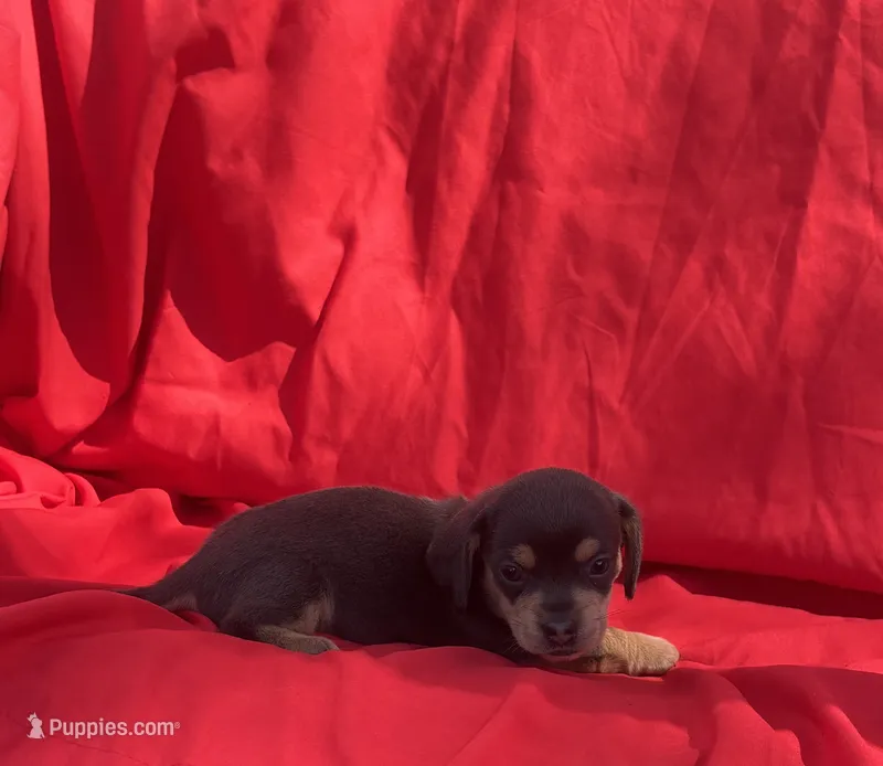 Baby Blue Beall – Dachshund puppy for sale in Mitchell, GA