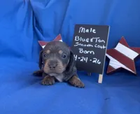 Little Boy Blue, a female Dachshund for sale in Mitchell, GA – 1 of 5