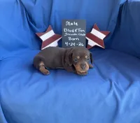 Little Boy Blue, a female Dachshund for sale in Mitchell, GA – 5 of 5