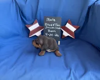 Little Boy Blue, a female Dachshund for sale in Mitchell, GA – 3 of 5