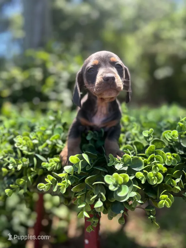 Little Boy Blue – Dachshund puppy for sale in Mitchell, GA