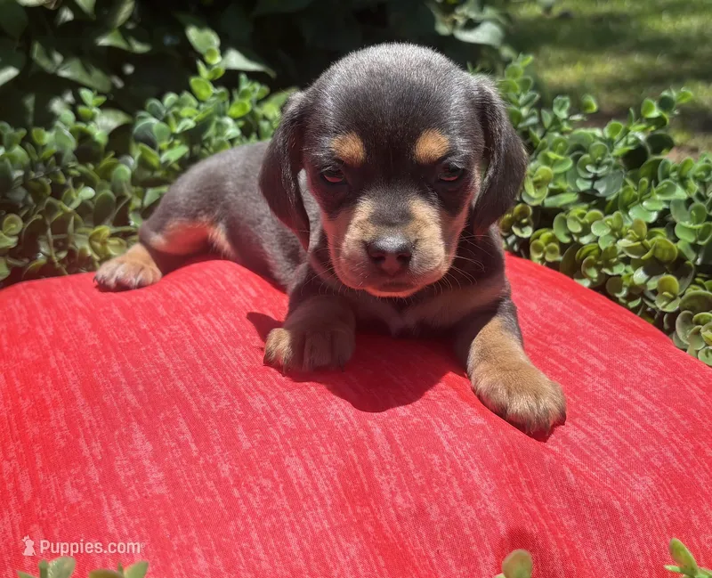 Baby Blue Beall – Dachshund puppy for sale in Mitchell, GA