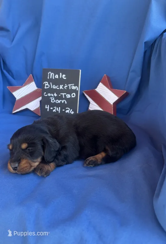 Baby Boy Bear – Dachshund puppy for sale in Mitchell, GA