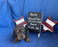 Little Boy Blue, a female Dachshund for sale in Mitchell, GA – 2 of 5