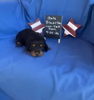 Baby Boy Bear, a male Dachshund for sale in Mitchell, GA – 3 of 3