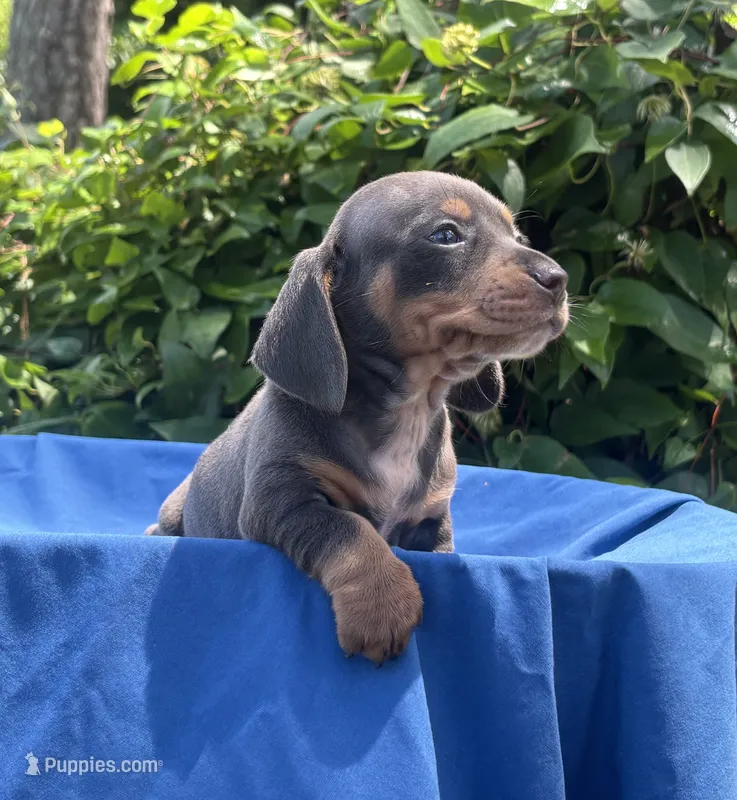 Little Boy Blue – Dachshund puppy for sale in Mitchell, GA