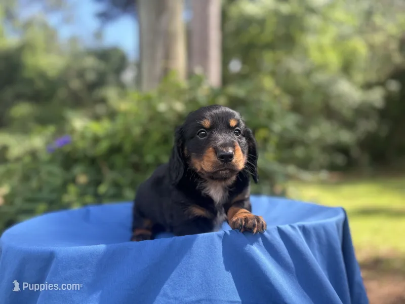 Baby Boy Bear – Dachshund puppy for sale in Mitchell, GA