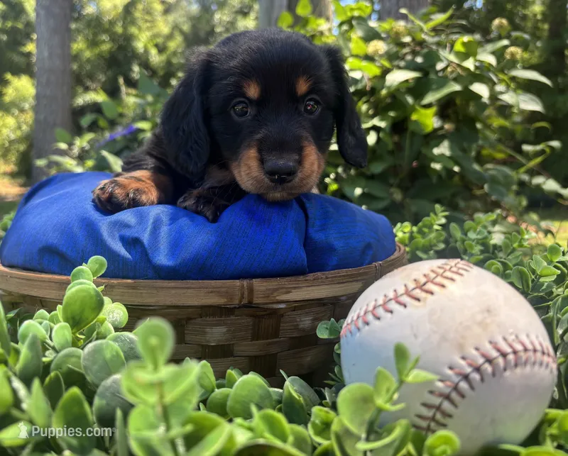 Baby Boy Bear – Dachshund puppy for sale in Mitchell, GA